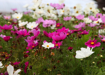 Beautiful pink and white Anemone Cosmos flowers