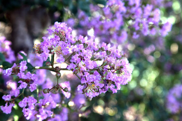 Fototapeta premium Closeup of pretty pink Crepe Myrtle plant
