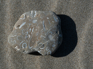 Sedimentary rock with shells