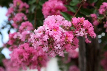Fototapeta na wymiar Closeup of pretty pink Crepe Myrtle plant