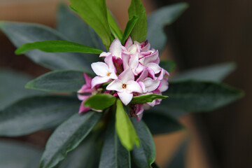 Closeup of delicate pink and white Daphne flowers