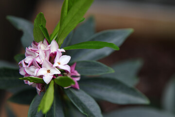 Closeup of delicate pink and white Daphne flowers