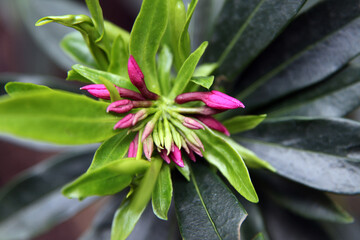 Closeup of delicate pink and white Daphne flowers