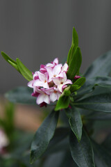 Closeup of delicate pink and white Daphne flowers
