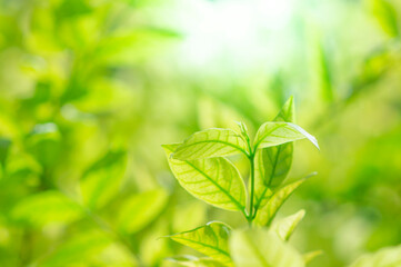 green leaves of ornamental plant 