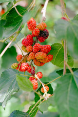 Wild Berries