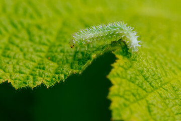 green fern leaf