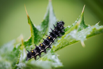 caterpillar on a branch