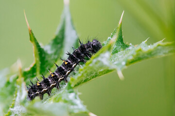 caterpillar on a leaf