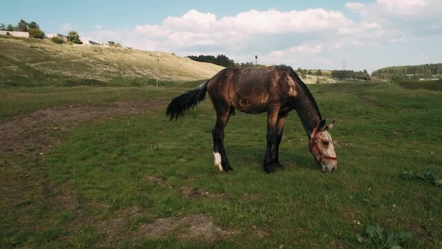 Foal eats green grass. A thin nits foal graze in the meadow.