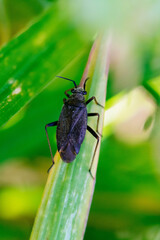 beetle on green leaf