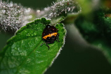 beetle on green leaf
