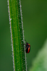 beetle on green leaf