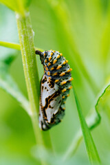 caterpillar on leaf