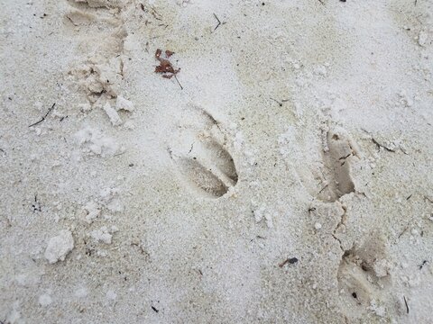 deer tracks or foot prints in wet white sand