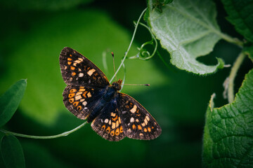 Beautiful Buttfly