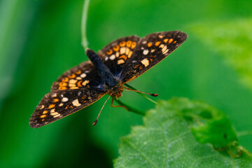 Beautiful Buttfly