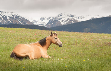 Fototapeta na wymiar Bay Quarter Horse at Rest in the Mountain Pasture.