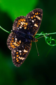 Beautiful Buttfly