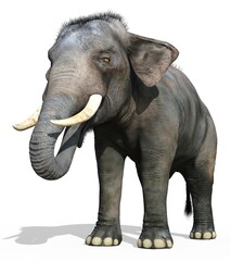 Indian Elephant isolated on white background 3d illustration