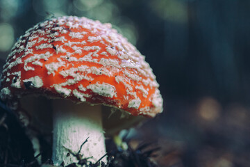 Wild mushroom growing in wet forest; vintage style