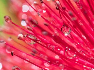 Red stamens with morning dews