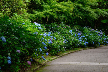 道端の紫陽花
