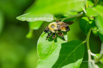 Fototapeta na wymiar Bee Like Robber Fly in Springtime