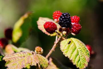 Delicious Wild Berries
