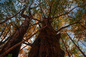 A sign in front of a tree