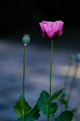 poppy seed pod and poppy flower
