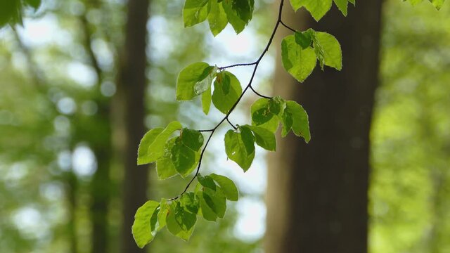 CU Beech tree branch in forest in spring / Kollig, Rhineland-Palatinate, Germany