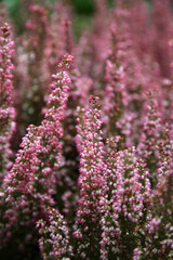 Beautiful heather bushes with tiny pink and white flowers