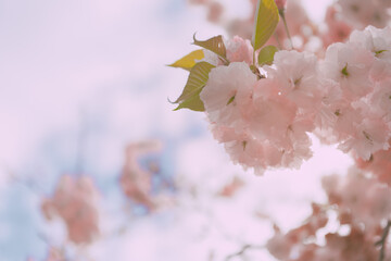 Pink Cherry blossom close up; flower background