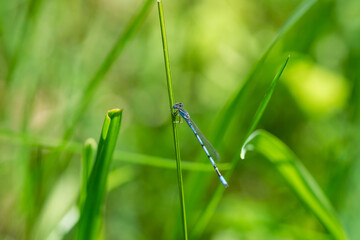 Double Striped Bluet in Springtime