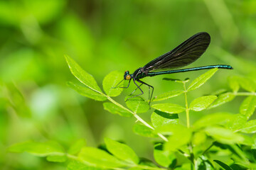 Ebony Jewelwing on Leaf in Springtime