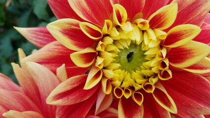 red and yellow dahlia flower petals with green leaves