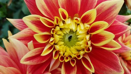 red and yellow dahlia flower petals with green leaves