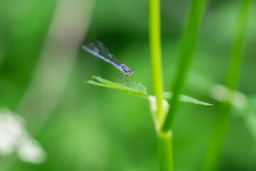 Fragile Forktail Damsefly in Springtime