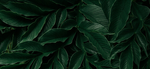 Naklejka na ściany i meble abstract green leaf texture, nature background, tropical leaf 
