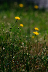yellow flowers in the grass