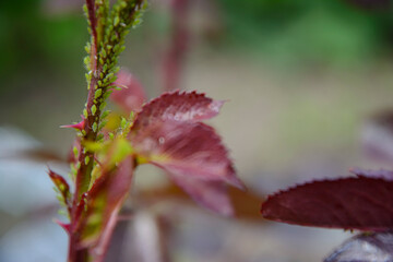 Aphid - a harmful insect destroys the sprouts of a spring rose.