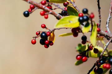 red berries on a branch