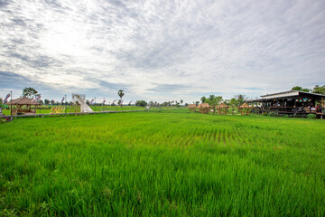 Obraz premium The blurred background of the wooden bridge that walks around the green rice field scenery, and the cool breeze while traveling.