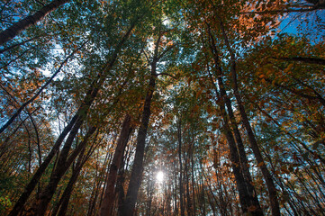 A tree in a forest