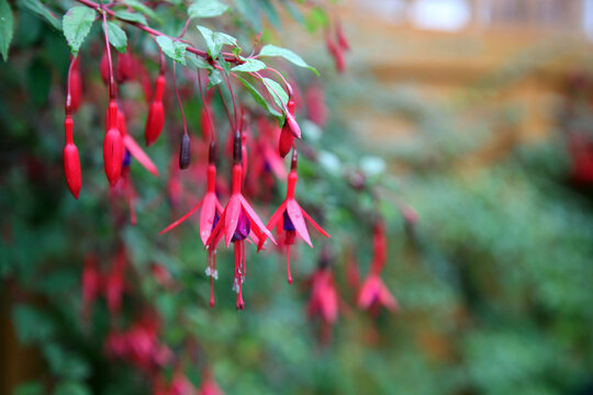 Closeup Of Beautiful Pink And Purple Fuchsia Flowers