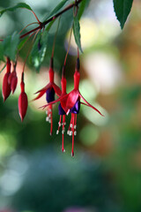 Closeup of beautiful pink and purple fuchsia flowers