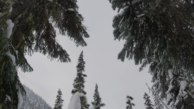 Canada, panning shot under trees in Canadian forest, above Whistler in BC, shot on RED Epic 5K Mysterium with 16mm lens