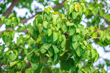 The abstract blurred background of the backlighting bokeh of the sun hitting the green leaves, beautiful beauty of natural light effects.