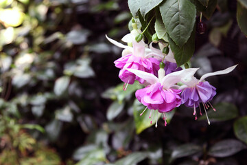 Beautiful white, pink and purple fuchsia flowers surrounded by green leaves